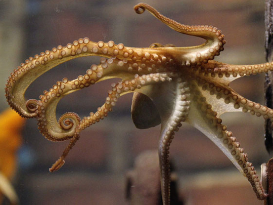 Germany unveils new psychic octopus and he s French Europe