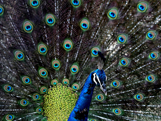 Why Can Peacocks Fly Scientists May Have The Answer India Gulf News