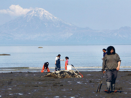 Swarm Of Small Quakes Rumbles In Alaska Volcano | Americas – Gulf News