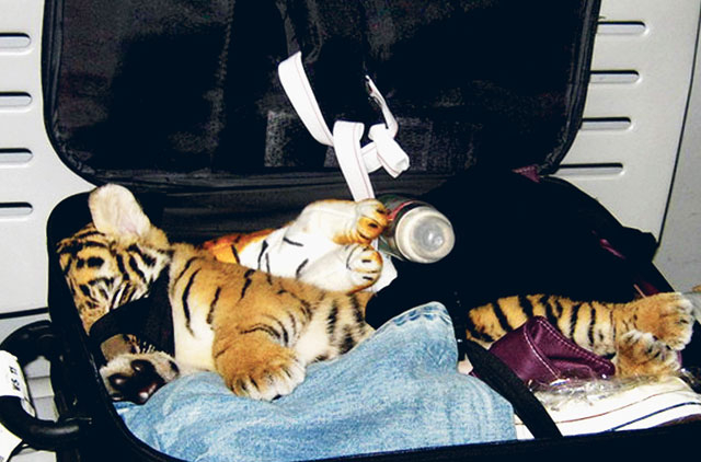 Baby tiger found stuffed in bag at Thai airport