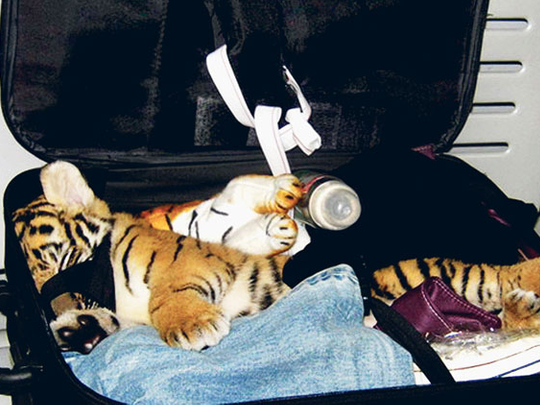 tiger check in baggage