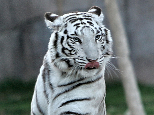 White tiger kills Japan zookeeper in rare attack | Asia – Gulf News