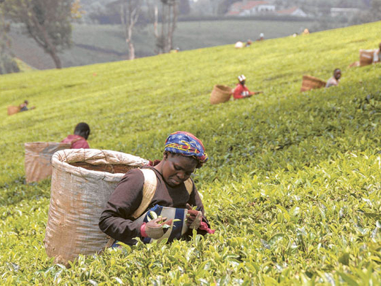 Growth may slow as drought cuts black tea output | Business – Gulf News