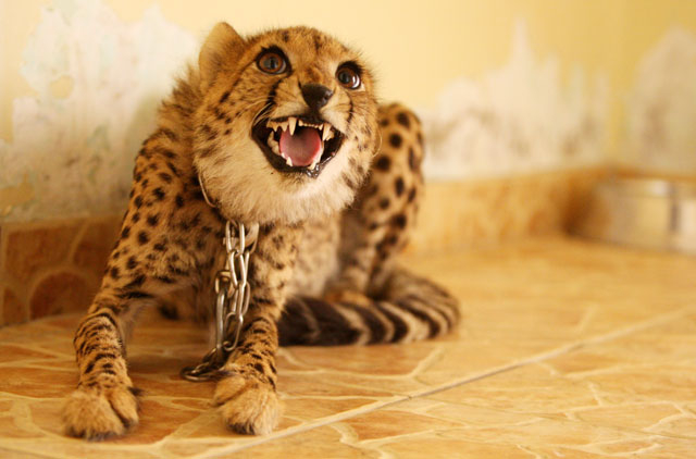 Exotic animals belong in the wild | Editorials – Gulf News