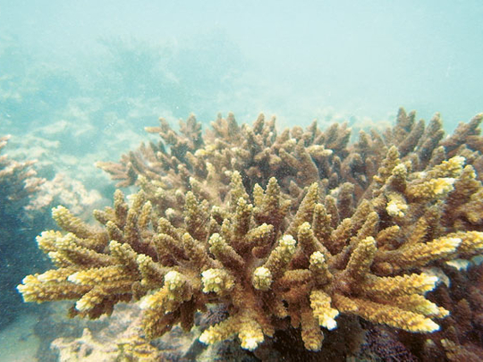 Marine biodiversity under threat | Environment – Gulf News