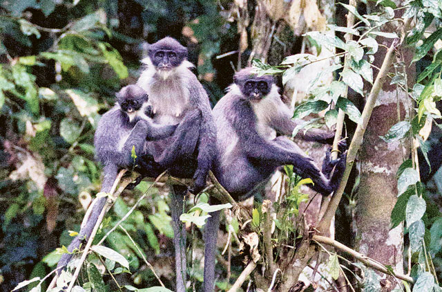 Rare monkey rediscovered | Oceania – Gulf News