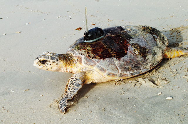 The great turtle race | Environment – Gulf News