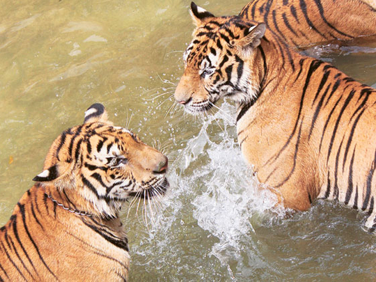 China businessman jailed for 13 years over tiger feast | Asia – Gulf News