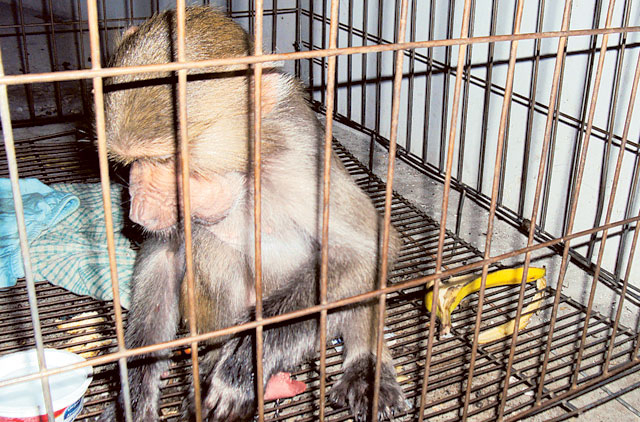 Trying To Keep A Monkey As A Pet Is Dangerous Residents Warned Society Gulf News