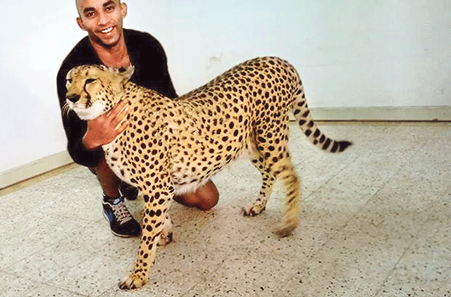 Kerala dog trainer to tame cheetahs, tigers in the UAE | Environment – Gulf  News