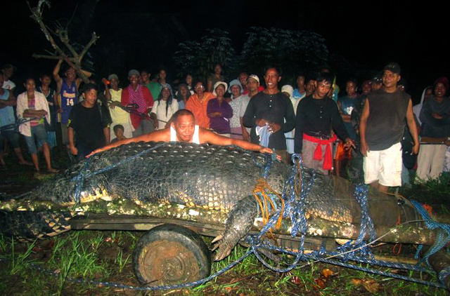 World's largest crocodile dies of chronic diarrhoea | Philippines – Gulf  News