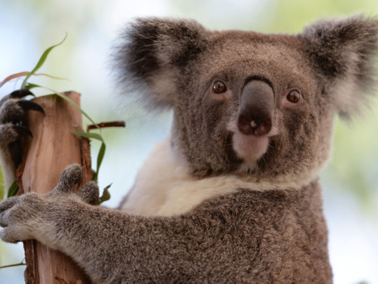 Koala listed as 'vulnerable' in Australia state of Queensland | Oceania –  Gulf News