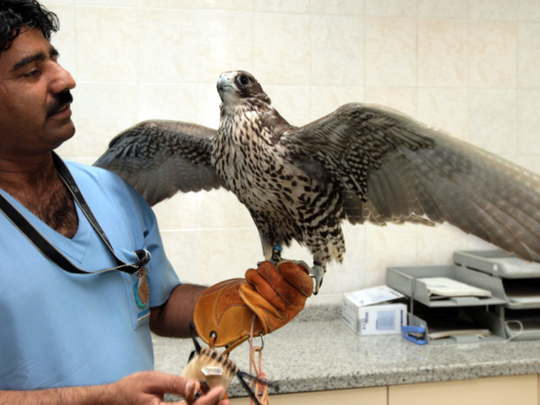 Falcons get a pedicure at Abu Dhabi hospital | Uae – Gulf News