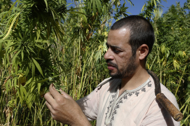 марихуана из марокко