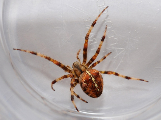 Is A False Black Widow Spider Dangerous : Dad 46 Loses Leg And Suffers Kidney Failure After False Widow Spider Bites His Ankle As He Worked Outside / The female is shiny black and has a round abdomen with a red hourglass pattern on its underside.