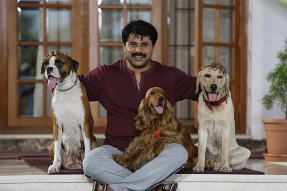 Akshay Kumar Entertainment Movie Dog, Golden Retriever, Dr Ankit  Chhibber