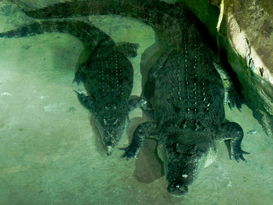 Meet King Croc: Huge crocodile greets Dubai visitors | – Gulf