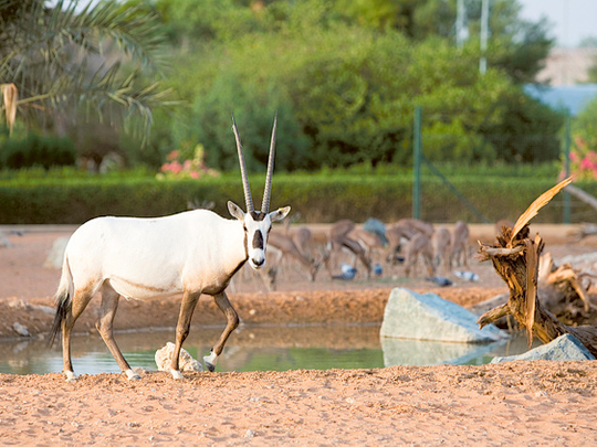 Conservation programme saves Arabian oryx from extinction | Environment –  Gulf News