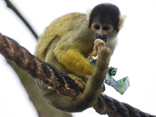 Rare squirrel monkey a species say scientists Americas Gulf