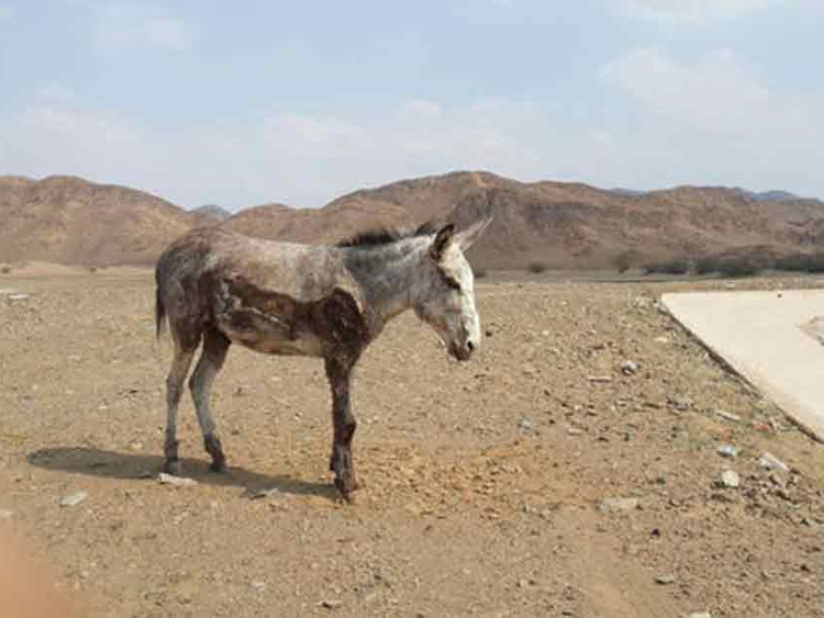 Saudi man arrested for torturing donkey | Saudi – Gulf News