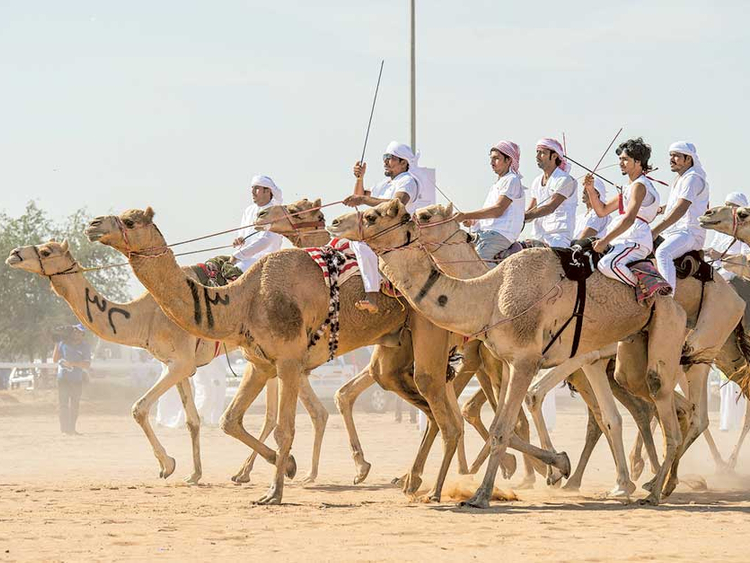 72 Jockeys Test Their Endurance In Uae S First Camel Marathon Society Gulf News