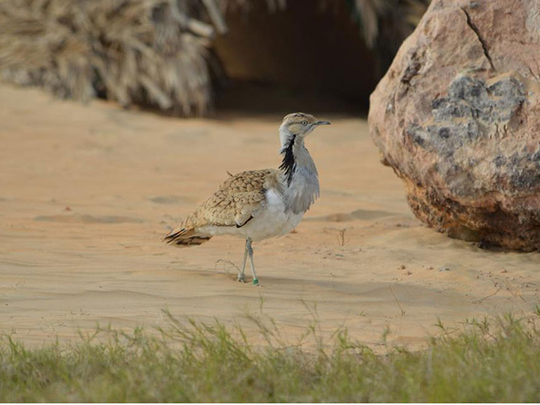 Endangered bird species introduced to Sir Bani Yas Island | Uae – Gulf News