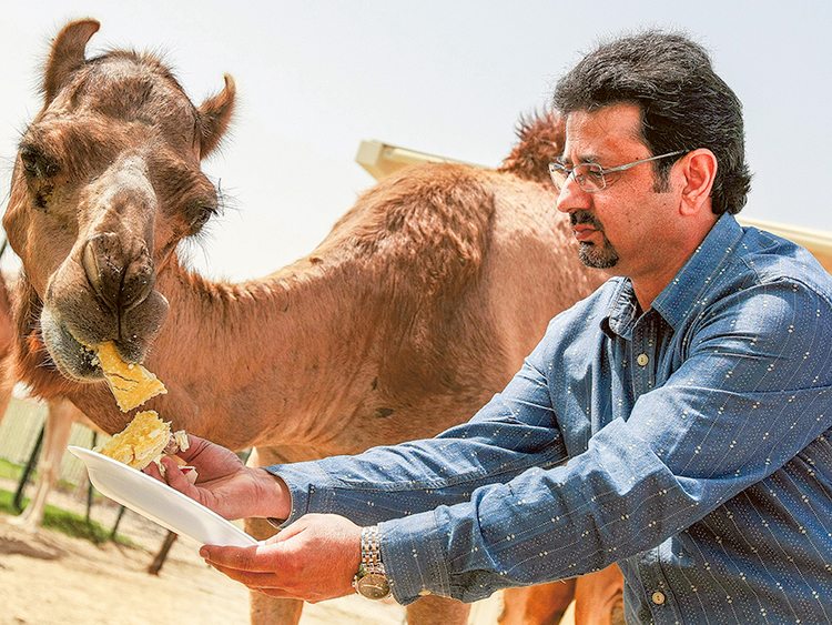 World's first cloned camel, Injaz, celebrates 6th birthday in Dubai |  Environment – Gulf News