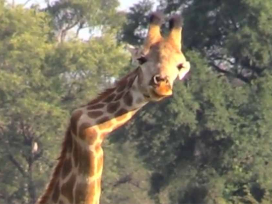 Watch: The giraffe with a broken neck | World – Gulf News