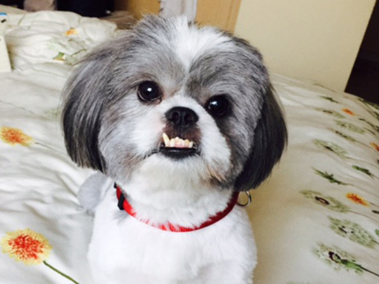 Murphy the 2-year-old Shih Tzu kidnapped | Society – Gulf News