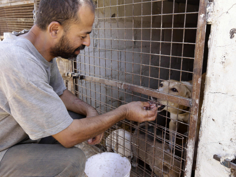 Shelter Takes Care Of Animal Victims Of Syria War | Mena – Gulf News