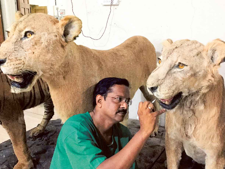 The vet who treats dead animals | India – Gulf News