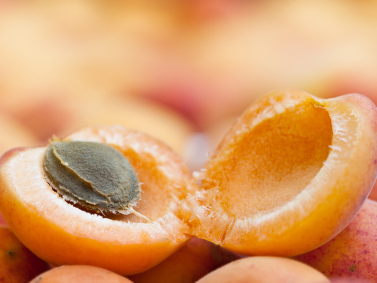 are apricot kernels safe for dogs