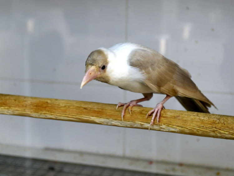 Dh30,000 for a white crow? | Uae – Gulf News