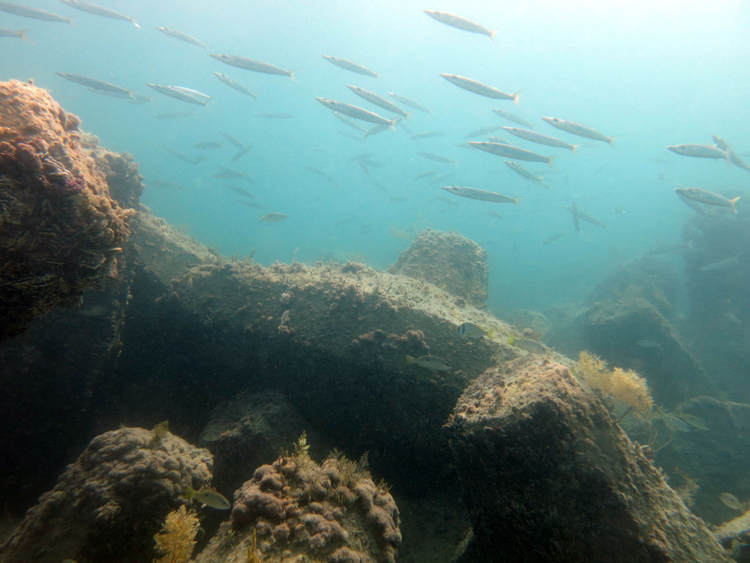 Nuclear Plant Reef Attracts Marine Life In Gulf - 