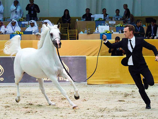 Organisers Confirm 205 Arabian Horses Will Participate In The 21St Edition  Of The Dubai International Arabian Horse Championship