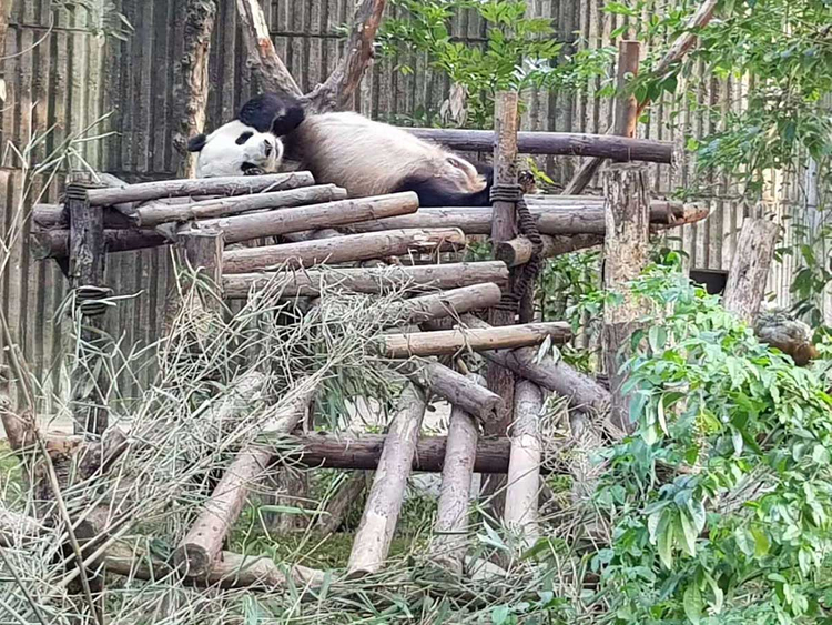 181114 panda china1
