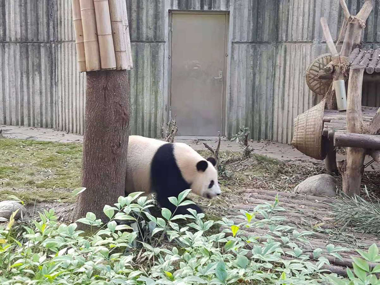 181114 panda chinese 3
