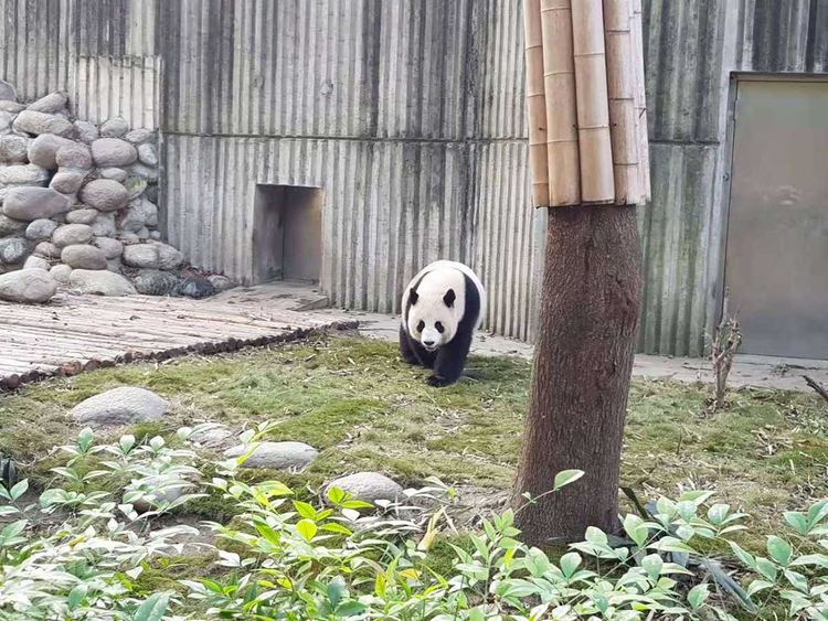 181114 panda chinese 7