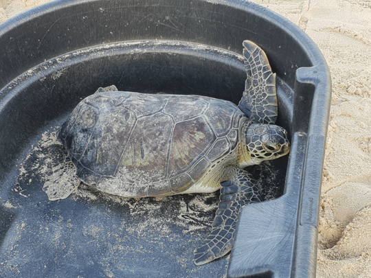 Dubai Turtle Rehabilitation Project releases rescued turtles on World ...