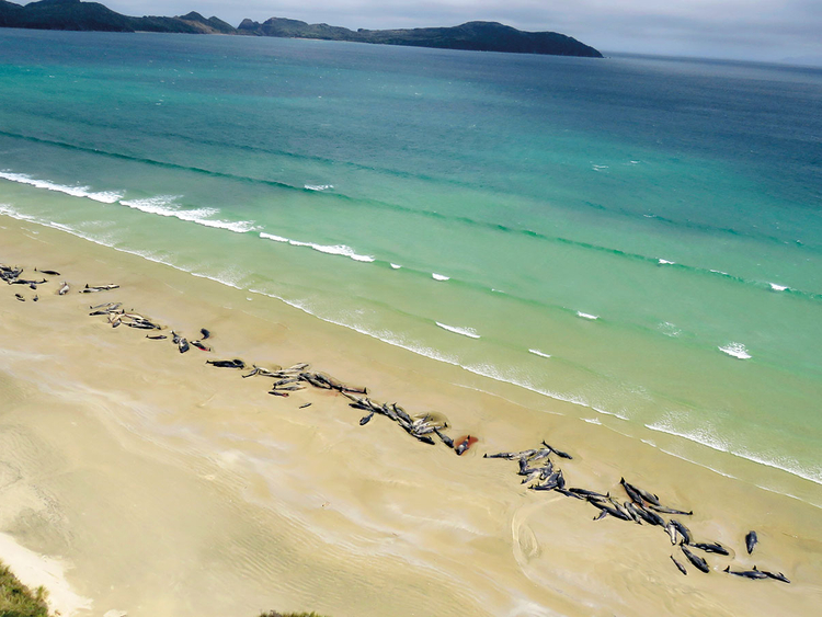 Pod of 55 pilot whales die after being stranded on a beach in Scotland