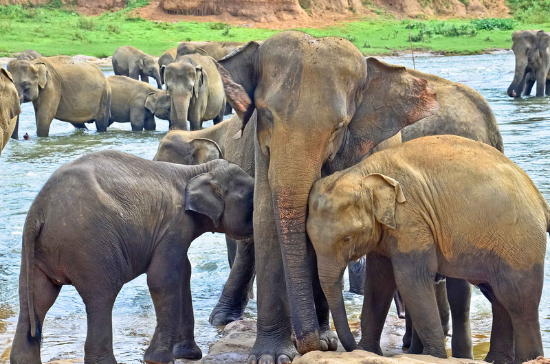Elephants Sri Lanka