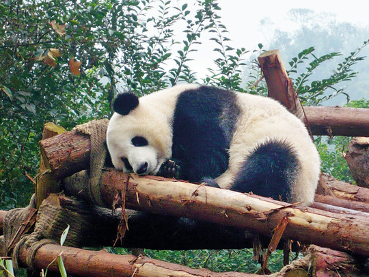 Chengdu-Research-Base-of-Giant-Panda-Breeding-3-(Read-Only)