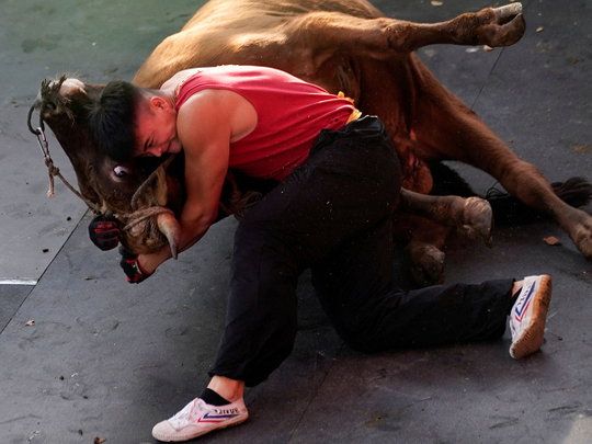 CHINA-BULLFIGHTING-(Read-Only)