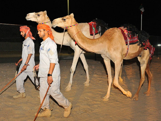 Abu Dhabi Police camel patrol