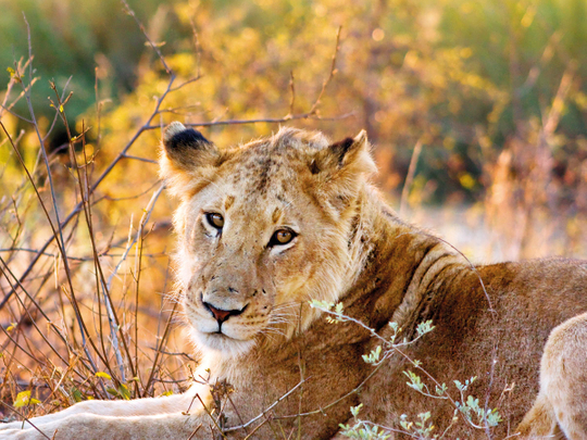 Lion_Female_Kruger_National_Park-(Read-Only)