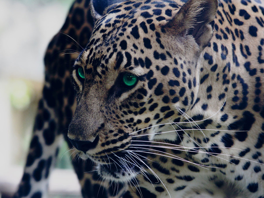 India Leopard generic