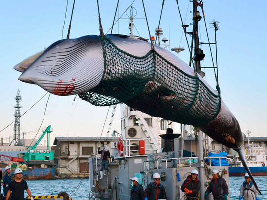 Japan Whaling file photo 26122018