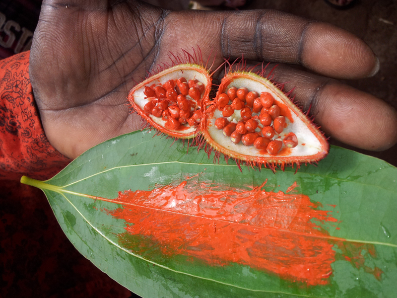 REG 181119 ZANZIBAR_ Annatto, one of the key ingredients in lipsticks, is also used to colour tandoori dishes, grown in Zanzibar