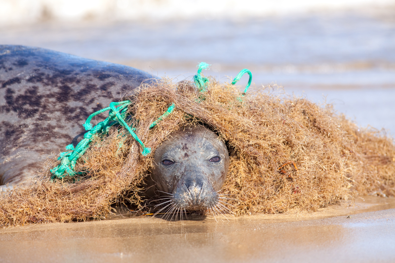 Plastic marine pollution
