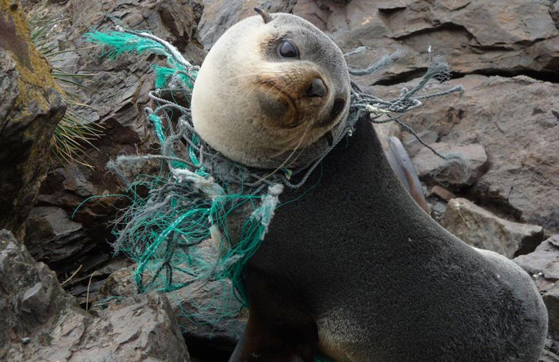 Seal caught in fishing net